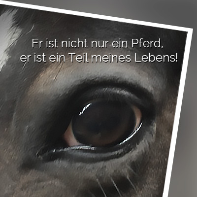 Tierpsychologie für Pferde - Elke Kunz