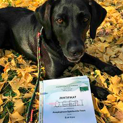 Anoplophora Spürhund - Zertifikat